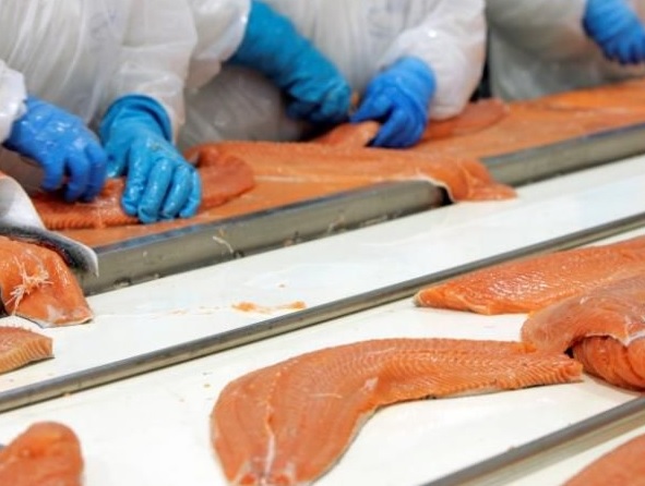 Multiple Chinese Ports are Approved for Salmon Imports as Seafood Product Imports Increase
